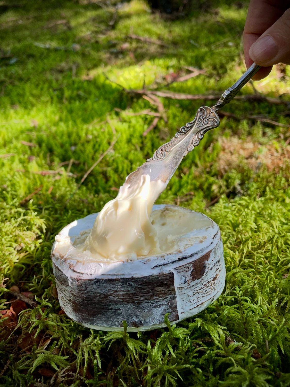 Cheese Club
